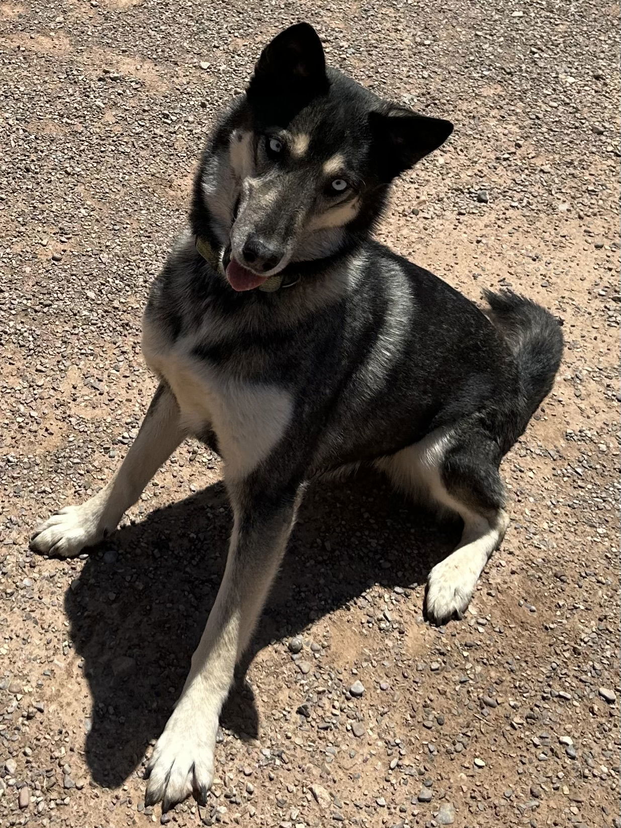 Apache, an adoptable Siberian Husky, German Shepherd Dog in Cedar Crest, NM, 87008 | Photo Image 2