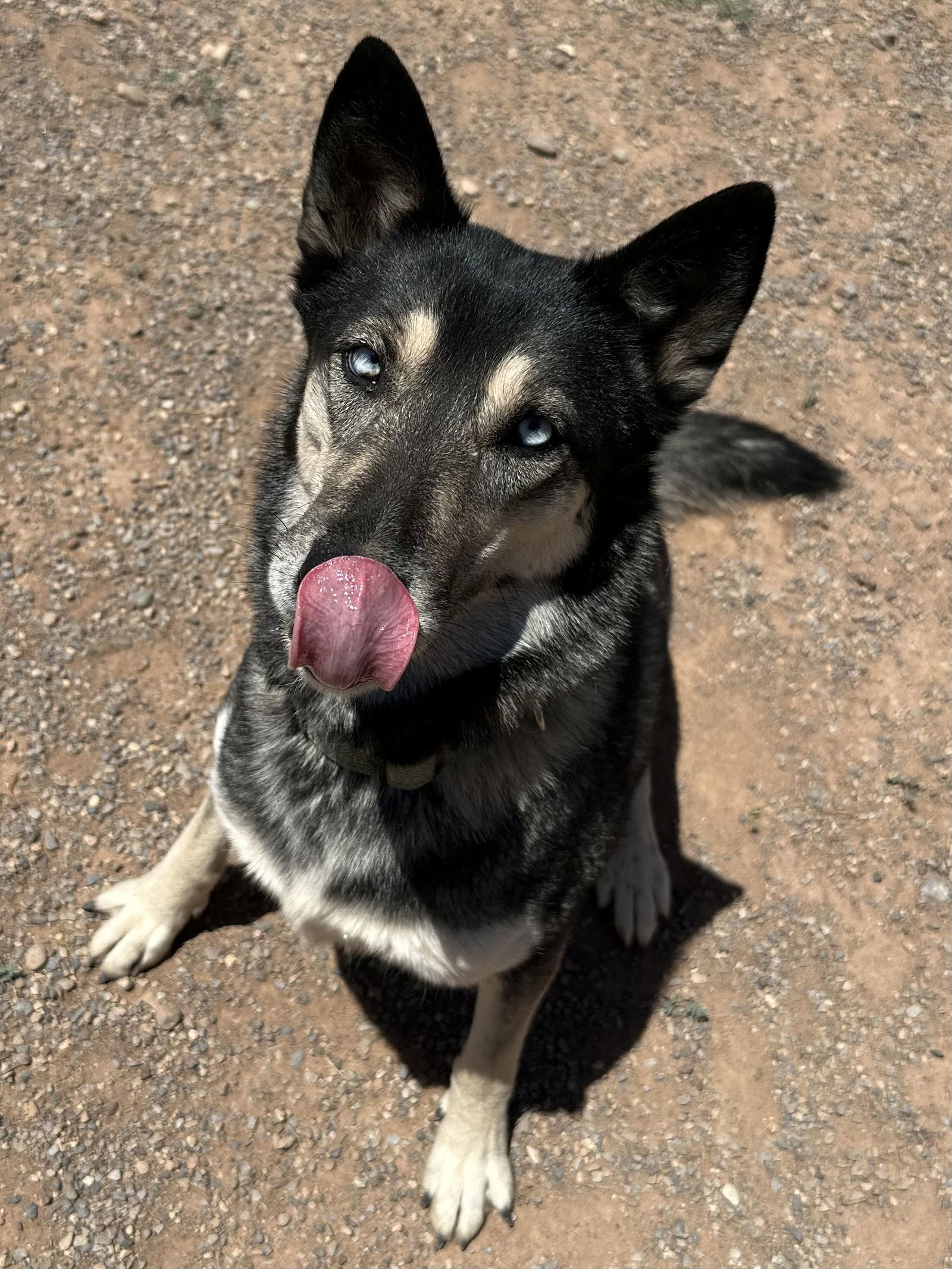 Apache, an adoptable Siberian Husky, German Shepherd Dog in Cedar Crest, NM, 87008 | Photo Image 3