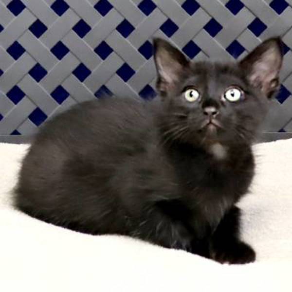 Buttercup, an adoptable Domestic Short Hair in Fort Davis, TX, 79734 | Photo Image 2