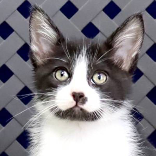 Mojo, an adoptable Domestic Short Hair in Fort Davis, TX, 79734 | Photo Image 1