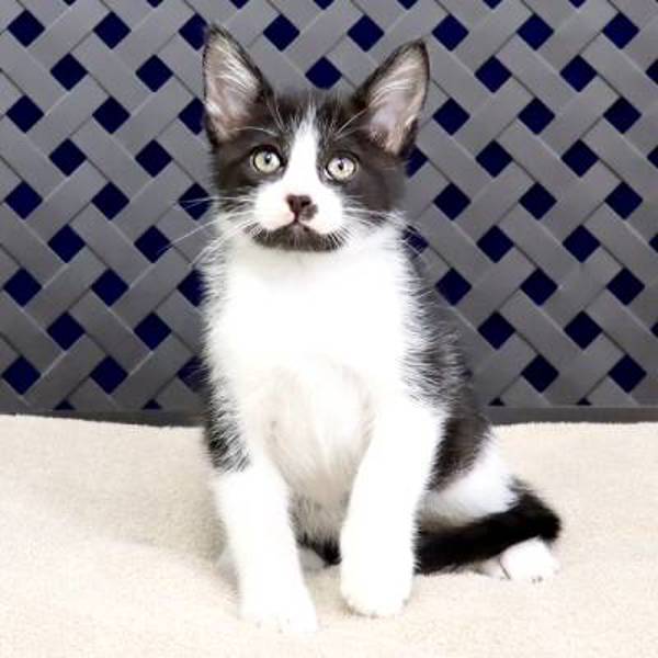 Mojo, an adoptable Domestic Short Hair in Fort Davis, TX, 79734 | Photo Image 2