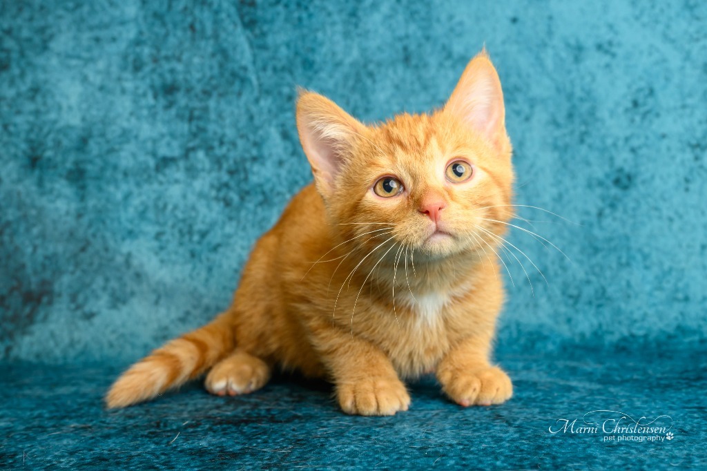 Draco, an adoptable Domestic Short Hair in Rock Springs, WY, 82901 | Photo Image 1