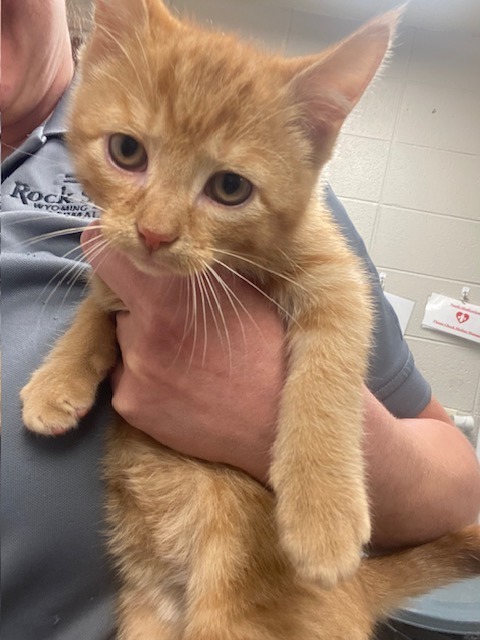 Draco, an adoptable Domestic Short Hair in Rock Springs, WY, 82901 | Photo Image 3