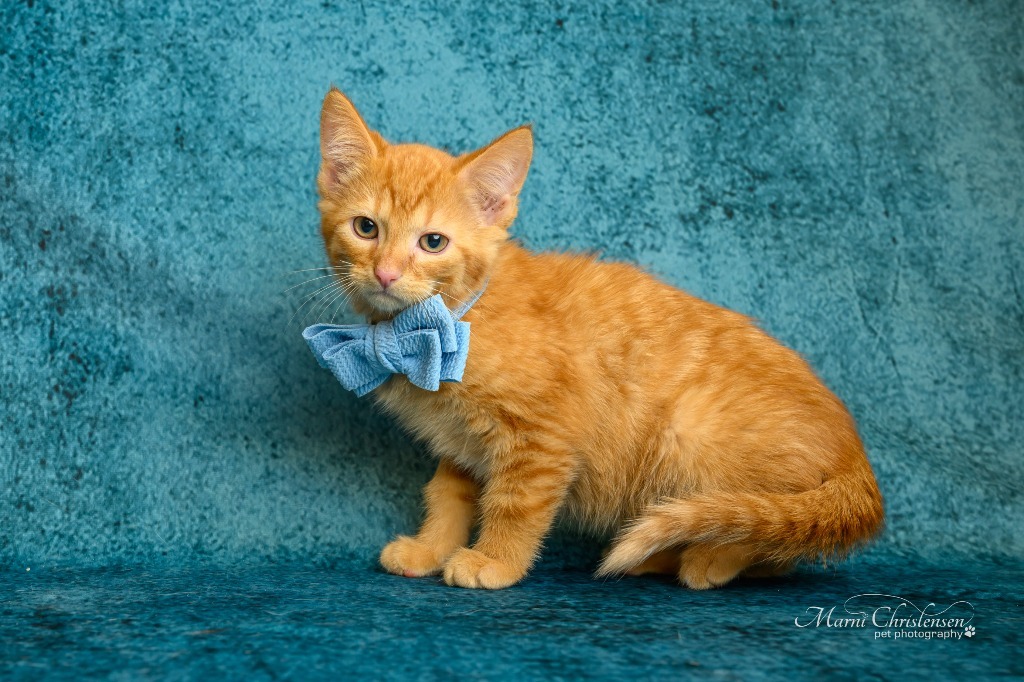 Lucius, an adoptable Domestic Short Hair in Rock Springs, WY, 82901 | Photo Image 1