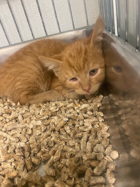 Lucius, an adoptable Domestic Short Hair in Rock Springs, WY, 82901 | Photo Image 2