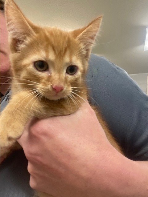 Lucius, an adoptable Domestic Short Hair in Rock Springs, WY, 82901 | Photo Image 3