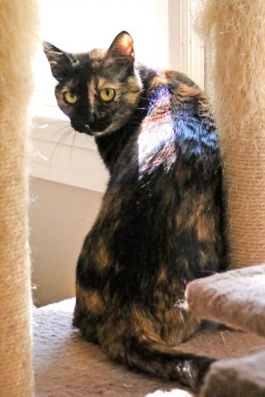 Kala has an interesting life and spent the first part as an orphan kitten who lived with hedgehogs S