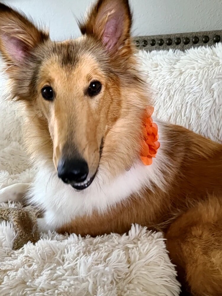 Peach
