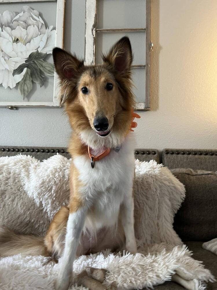 Peach