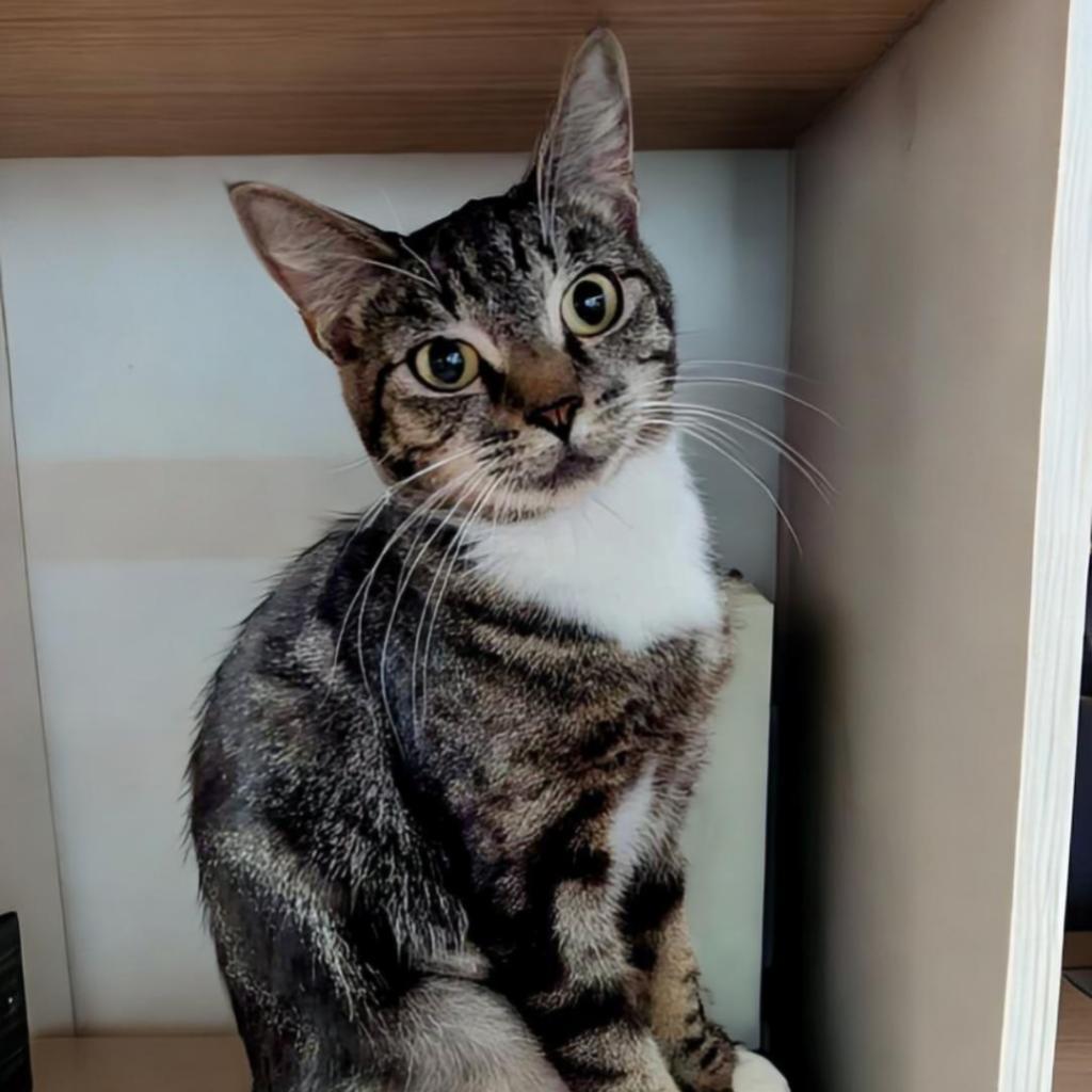 Atzi