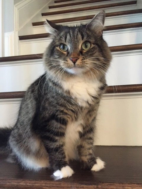 Abby - Courtesy Post