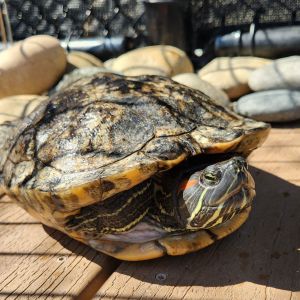 Hi there my name is Jenny Im a larger-than-life adult female red-eared slider turtle Im a big g