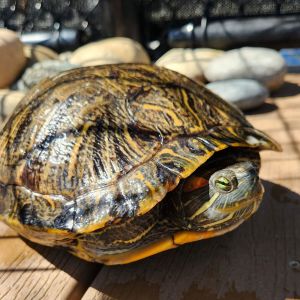 Howdy my name is Reba Im an adult female red-eared slider turtle looking for my forever family I