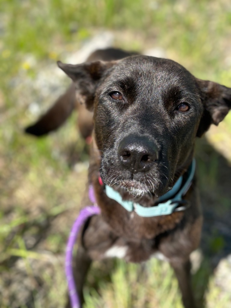 Night, an adoptable Husky in Yellowknife, NT, X1A 2W5 | Photo Image 1