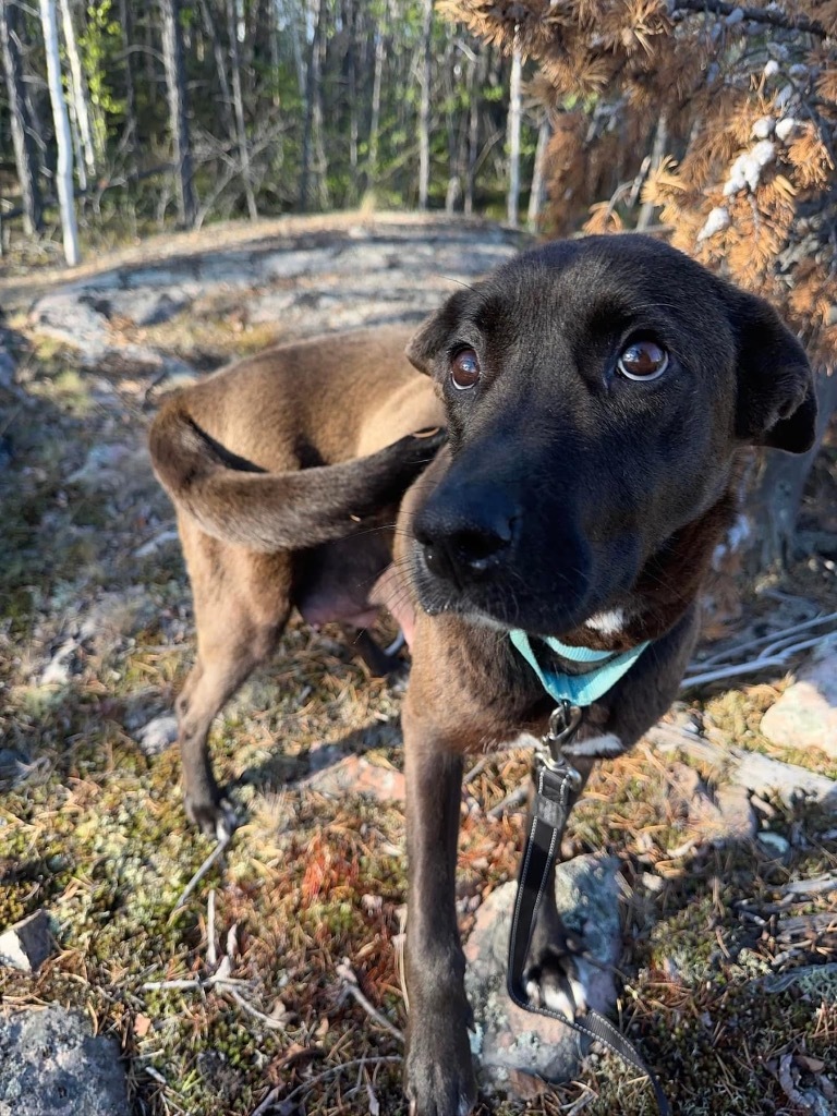 Night, an adoptable Husky in Yellowknife, NT, X1A 2W5 | Photo Image 5