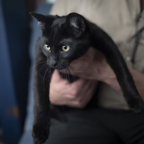 Spitz, an adoptable Domestic Short Hair in Martensdale, IA, 50160 | Photo Image 2