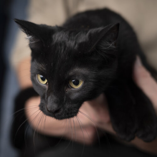 Spitz, an adoptable Domestic Short Hair in Martensdale, IA, 50160 | Photo Image 4