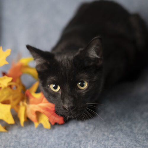 Spitz, an adoptable Domestic Short Hair in Martensdale, IA, 50160 | Photo Image 5