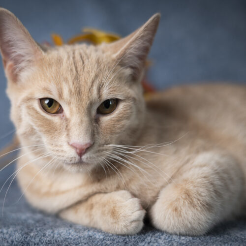 Phelps, an adoptable Domestic Short Hair in Martensdale, IA, 50160 | Photo Image 2