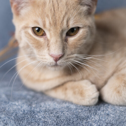 Phelps, an adoptable Domestic Short Hair in Martensdale, IA, 50160 | Photo Image 3
