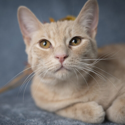 Phelps, an adoptable Domestic Short Hair in Martensdale, IA, 50160 | Photo Image 4