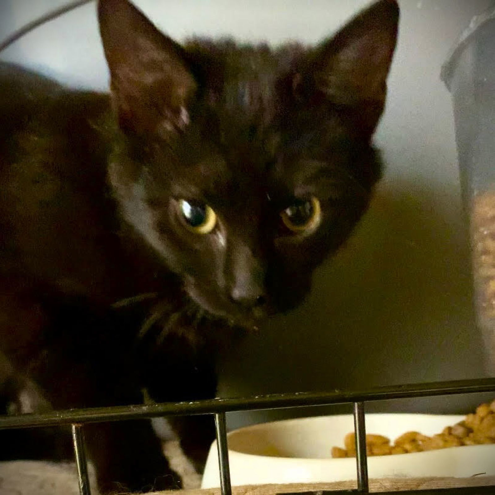 *Newton AKA Nuttin, an adoptable Domestic Short Hair in Piedmont, MO, 63957 | Photo Image 1