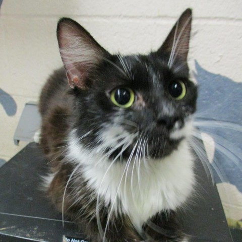 Wisteria, an adoptable Domestic Medium Hair in Coos Bay, OR, 97420 | Photo Image 1