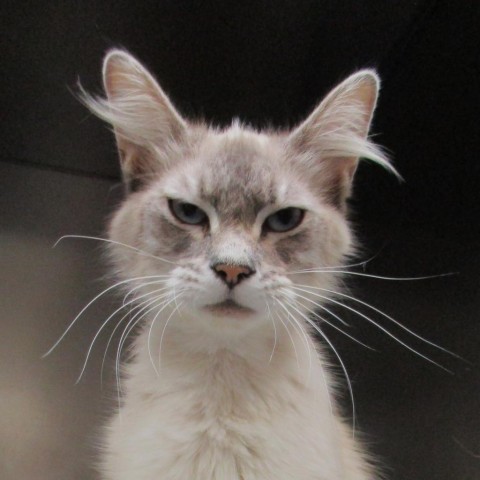 Frenchie, an adoptable Snowshoe in Coos Bay, OR, 97420 | Photo Image 1