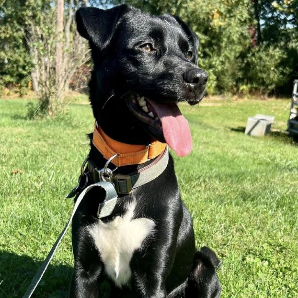 Draco, an adoptable Black Labrador Retriever, Mixed Breed in Pittsburgh, PA, 15213 | Photo Image 1