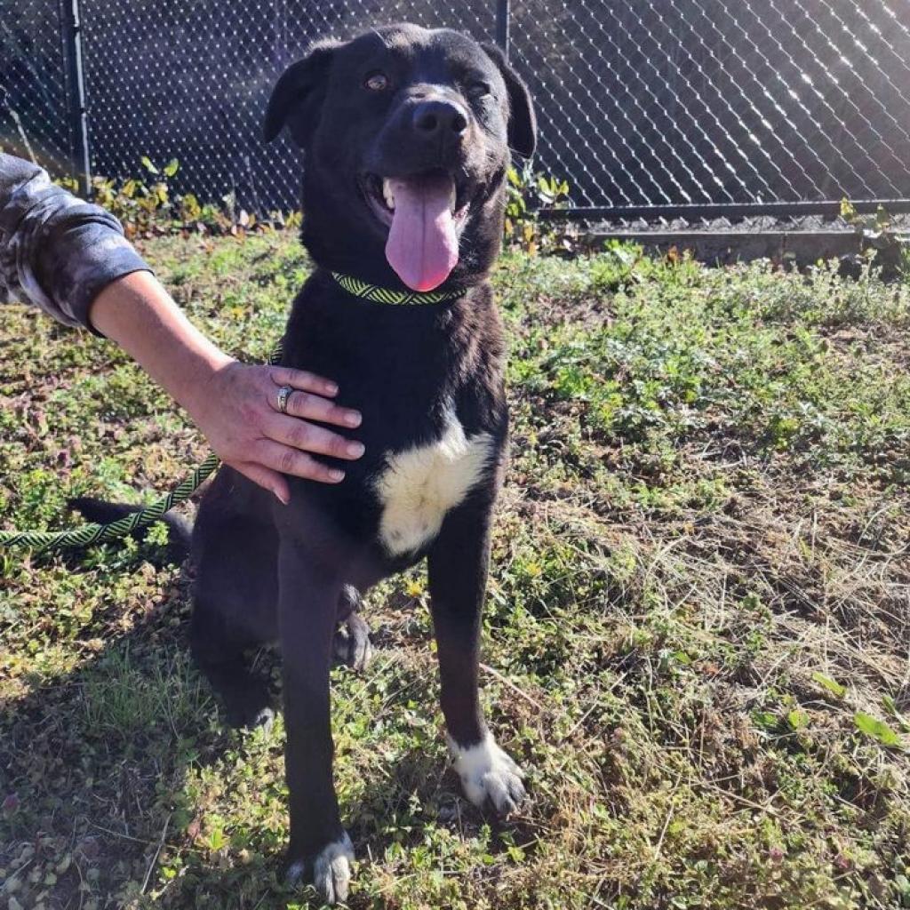 Draco, an adoptable Black Labrador Retriever, Mixed Breed in Pittsburgh, PA, 15213 | Photo Image 2
