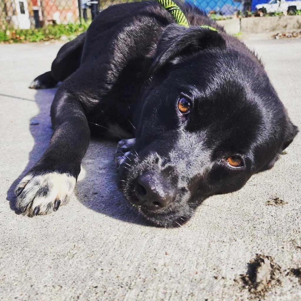 Draco, an adoptable Black Labrador Retriever, Mixed Breed in Pittsburgh, PA, 15213 | Photo Image 3