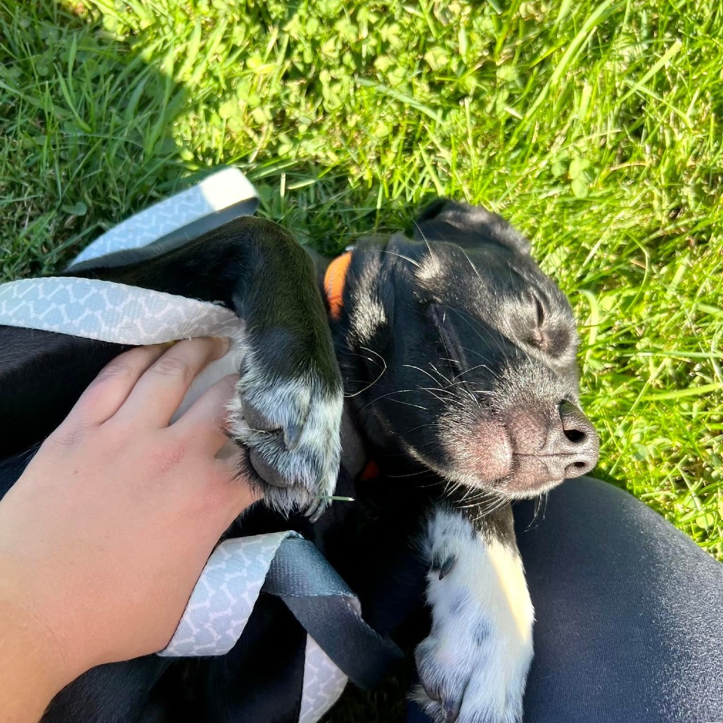 Draco, an adoptable Black Labrador Retriever, Mixed Breed in Pittsburgh, PA, 15213 | Photo Image 4