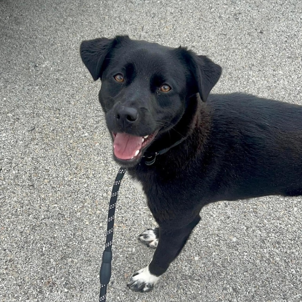 Draco, an adoptable Black Labrador Retriever, Mixed Breed in Pittsburgh, PA, 15213 | Photo Image 5