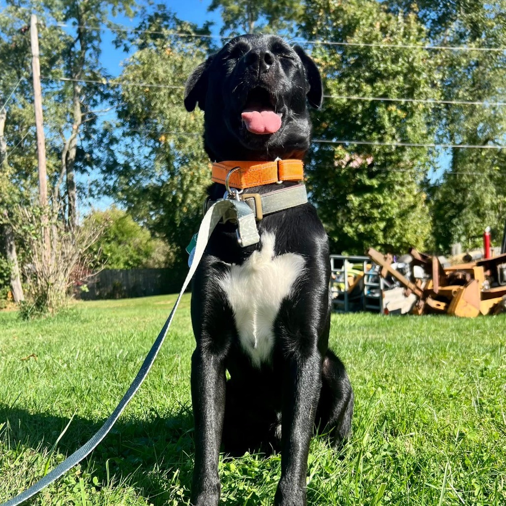 Draco, an adoptable Black Labrador Retriever, Mixed Breed in Pittsburgh, PA, 15213 | Photo Image 6