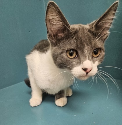 Spazz, an adoptable Domestic Short Hair in Pendleton, OR, 97801 | Photo Image 1