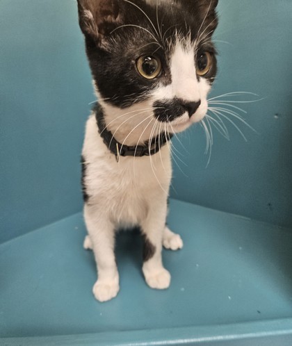 Stash, an adoptable Domestic Short Hair in Pendleton, OR, 97801 | Photo Image 1