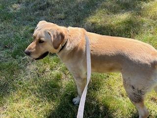 Hunter, an adoptable Labrador Retriever in Libby, MT, 59923 | Photo Image 1