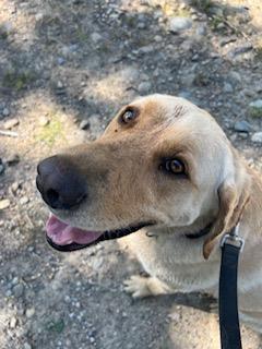 Hunter, an adoptable Labrador Retriever in Libby, MT, 59923 | Photo Image 2