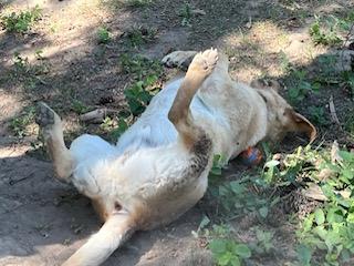 Hunter, an adoptable Labrador Retriever in Libby, MT, 59923 | Photo Image 3