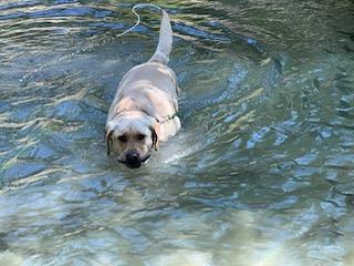 Hunter, an adoptable Labrador Retriever in Libby, MT, 59923 | Photo Image 4