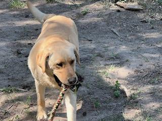 Hunter, an adoptable Labrador Retriever in Libby, MT, 59923 | Photo Image 5