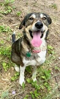 Shasta, an adoptable German Shepherd Dog in Libby, MT, 59923 | Photo Image 1