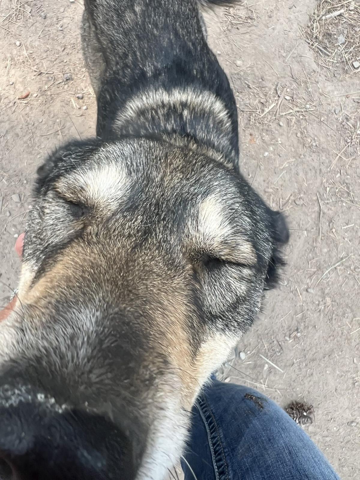 Shasta, an adoptable German Shepherd Dog in Libby, MT, 59923 | Photo Image 2