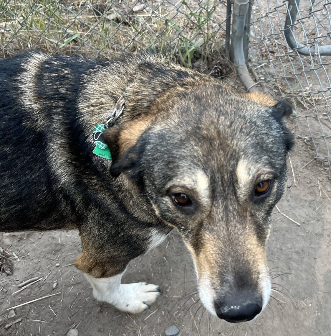 Shasta, an adoptable German Shepherd Dog in Libby, MT, 59923 | Photo Image 3