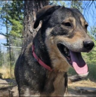 Shasta, an adoptable German Shepherd Dog in Libby, MT, 59923 | Photo Image 4