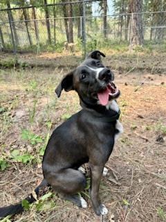 Honey, an adoptable Boxer, Labrador Retriever in Libby, MT, 59923 | Photo Image 1