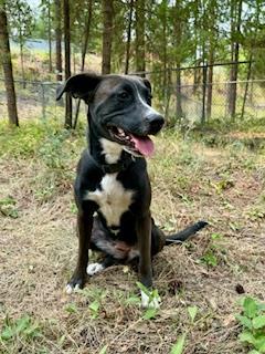 Honey, an adoptable Boxer, Labrador Retriever in Libby, MT, 59923 | Photo Image 2