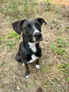 Honey, an adoptable Boxer, Labrador Retriever in Libby, MT, 59923 | Photo Image 3