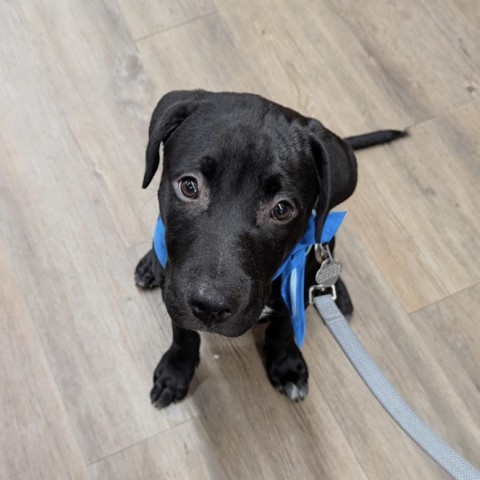 Koda, an adoptable Pit Bull Terrier, Mixed Breed in Sioux Falls, SD, 57106 | Photo Image 1