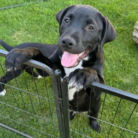 Koda, an adoptable Pit Bull Terrier, Mixed Breed in Sioux Falls, SD, 57106 | Photo Image 2